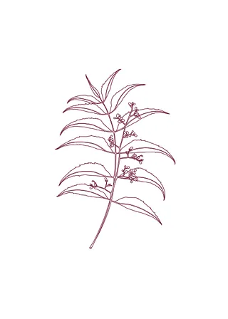 fleur