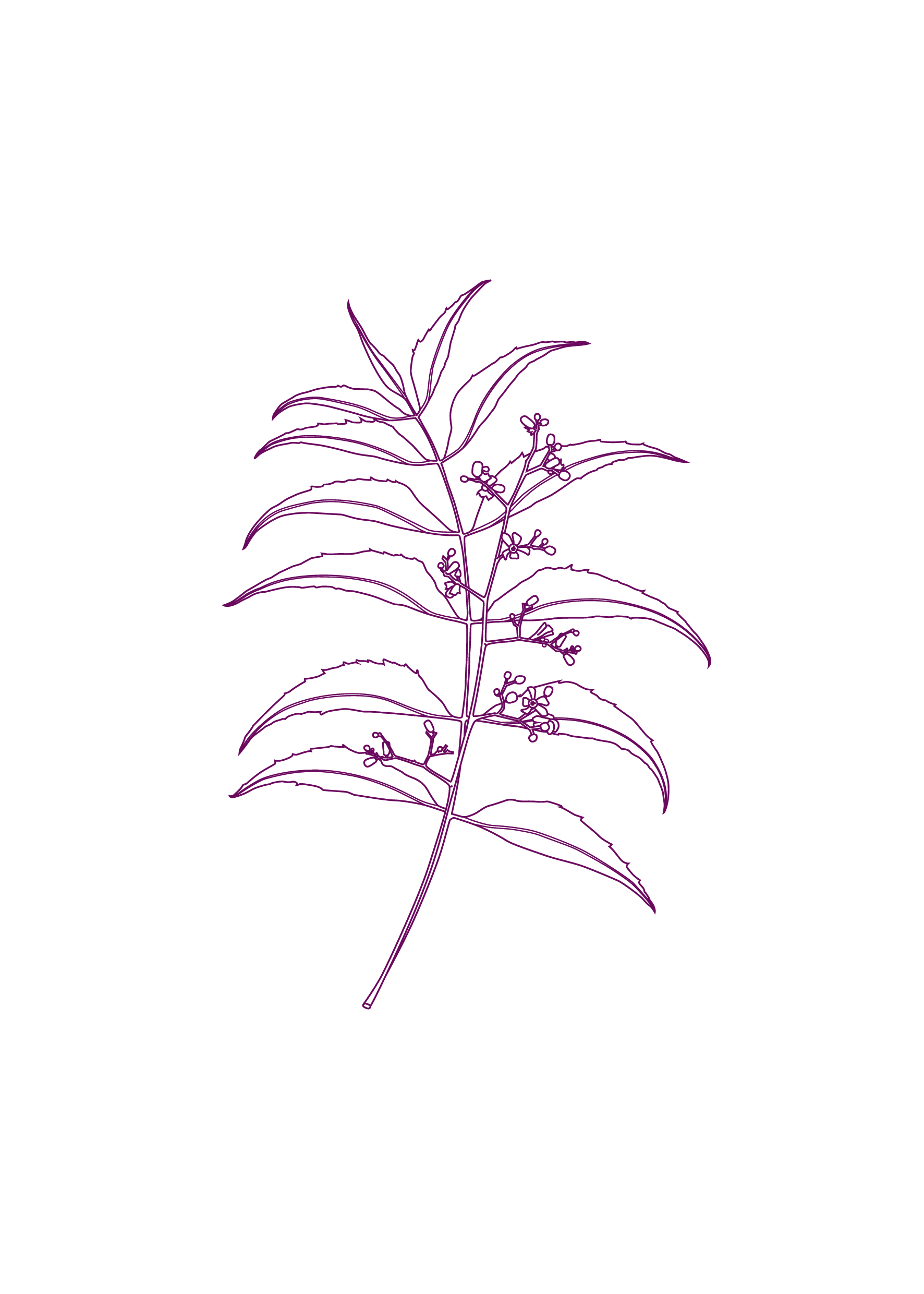 fleur